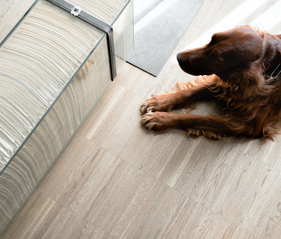 Hund und Kunst in der Kanzlei bei Lindner & Rock Rechtsanwälten